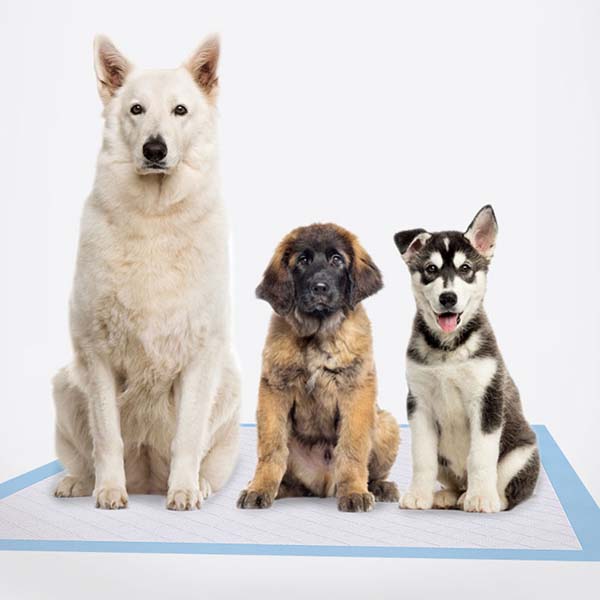 Dog Potty Pads Manufacturer Dog Potty Pads Manufacturer
